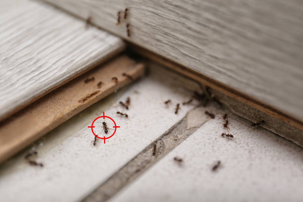 Best Bed Bug Extermination  in Cumming, GA