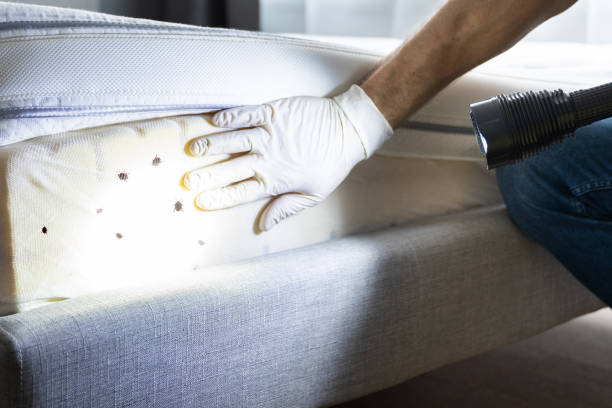Best Flea Control Services  in Cumming, GA
